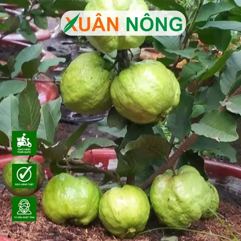 Cách Trồng Ổi Trong Chậu: Kỹ Thuật Chuyên Sâu Đạt Năng Suất Cao