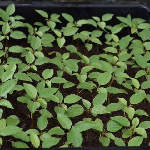 Cách Trồng Rau Đay Bằng Hạt Đạt Năng Suất Cao Ngay Tại Nhà Cách Trồng Rau Đay Bằng Hạt Đạt Năng Suất Cao Ngay Tại Nhà