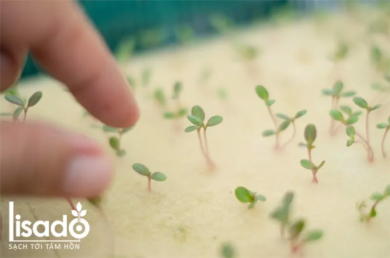 Cây rau húng chó trồng thủy canh được ươm bằng giá thể là mút xốp