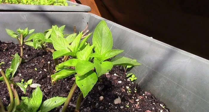 Cây húng quế con sau khi gieo hạt đang phát triển trong khay ươm