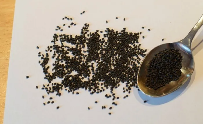 Hạt giống và dụng cụ chuẩn bị cho cách trồng rau húng quế bằng hạt