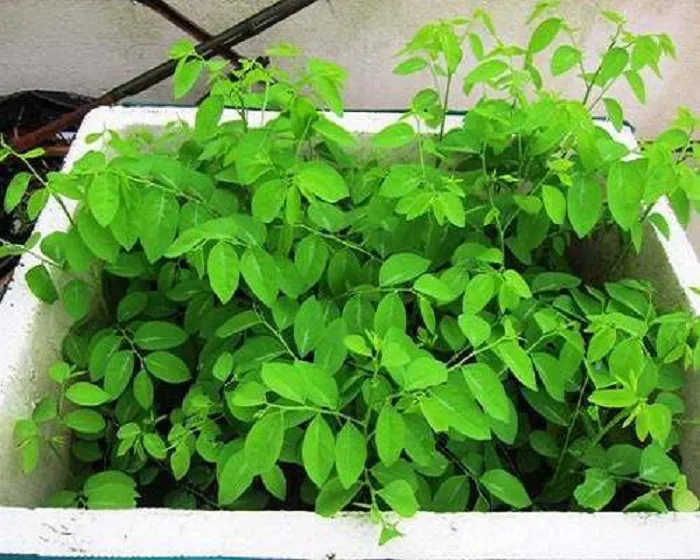 Kỹ thuật trồng rau ngót đúng cách giúp đạt năng suất cao và chất lượng tốt