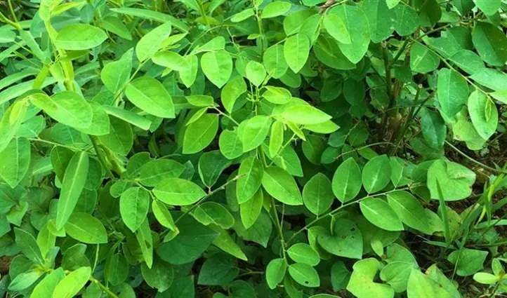 Phân biệt hai loại giống rau ngót phổ biến: loại lá to và loại lá nhỏ