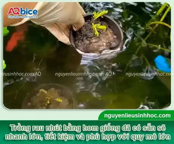 Cận cảnh hom rau nhút đã nhú rễ, sẵn sàng trồng vào hệ thống thủy canh