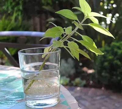 Cá ch Trồng Rau Quế Từ Cành: Hướng Dẫn Chi Tiết Cho Người Mới Bắt Đầu