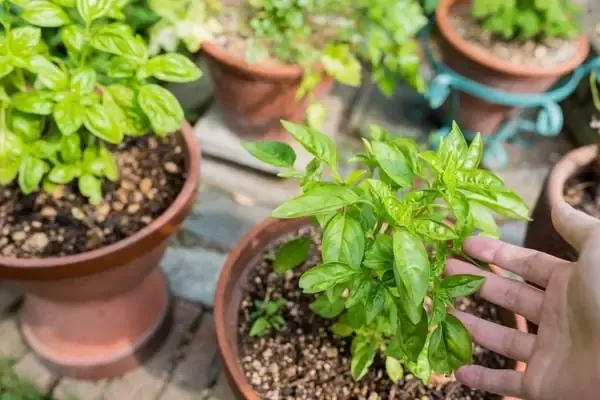 Trồng Húng Quế Bằng Phương Pháp Giâm Cành