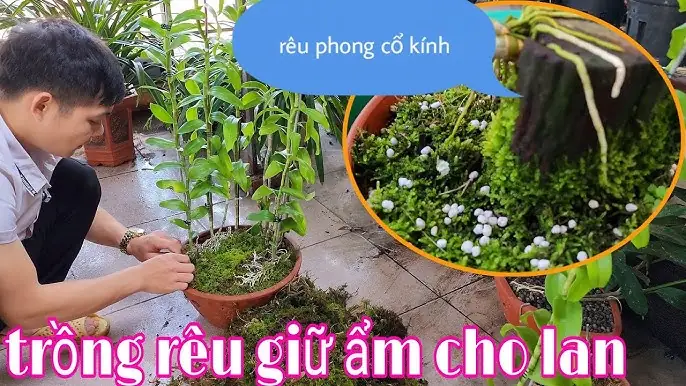 Cách Trồng Bonsai Mini: Hướng Dẫn Kỹ Thuật Chi Tiết Cho Người Mới Bắt Đầu