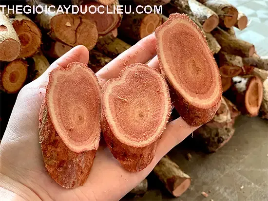 Thu hoạch củ sâm cóc tươi tại vườn sau khi cây trưởng thành