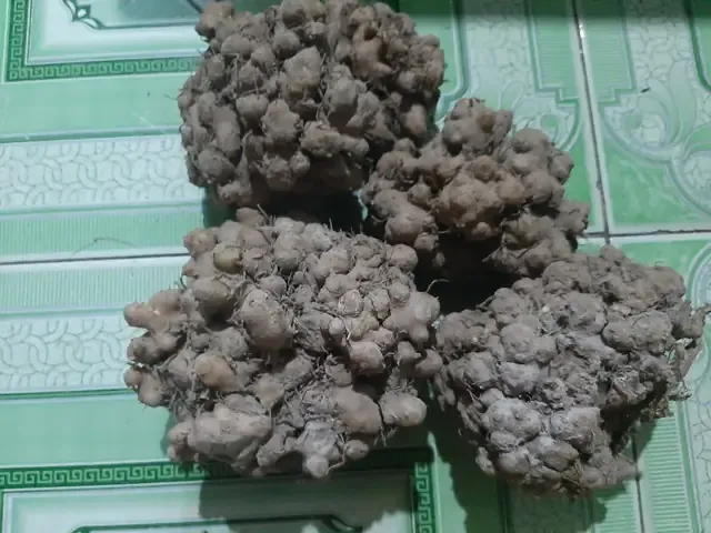 Củ sâm cóc đã chế biến và được đóng gói để làm dược liệu