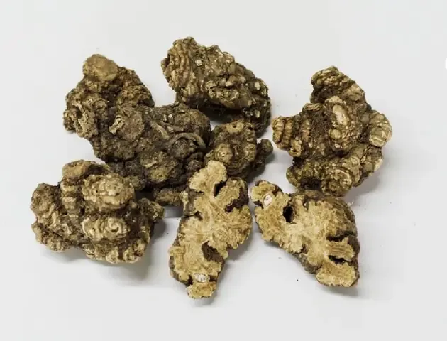 Kỹ thuật ươm củ sâm cóc giống cho tỷ lệ nảy mầm cao