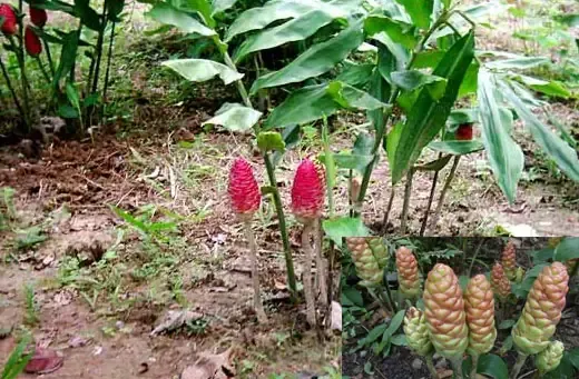 Quy trình rửa và sơ chế củ sâm cóc sau thu hoạch