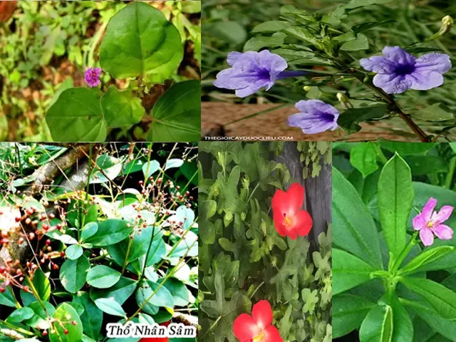 Khuyến nghị về việc tìm mua củ giống sâm cóc (xuyên tam thất) uy tín