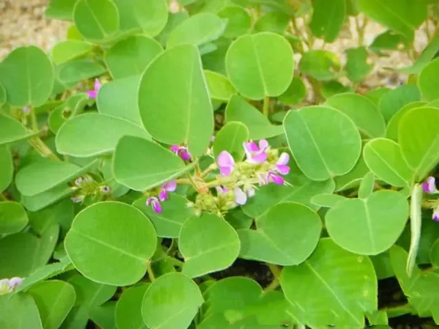 Thông tin về dược liệu và các đối tượng cần cẩn trọng khi dùng sâm cóc