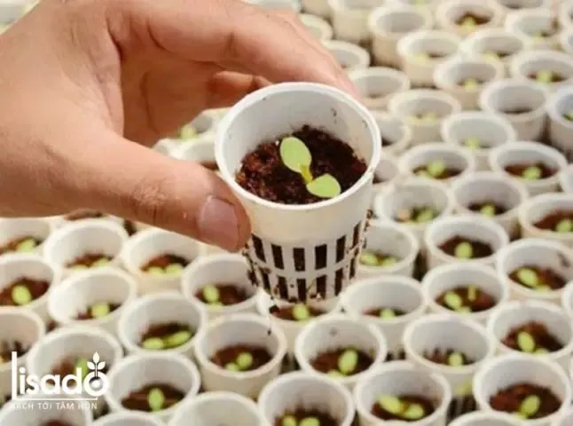 Quy trình ươm hạt giống và chăm sóc cây con trong cách trồng thủy cúc