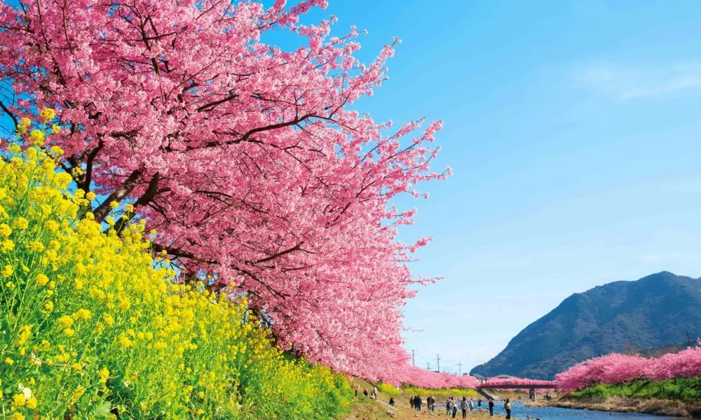 Kawazu Sakura khoe sắc hồng rực rỡ vào ngày đầu xuân