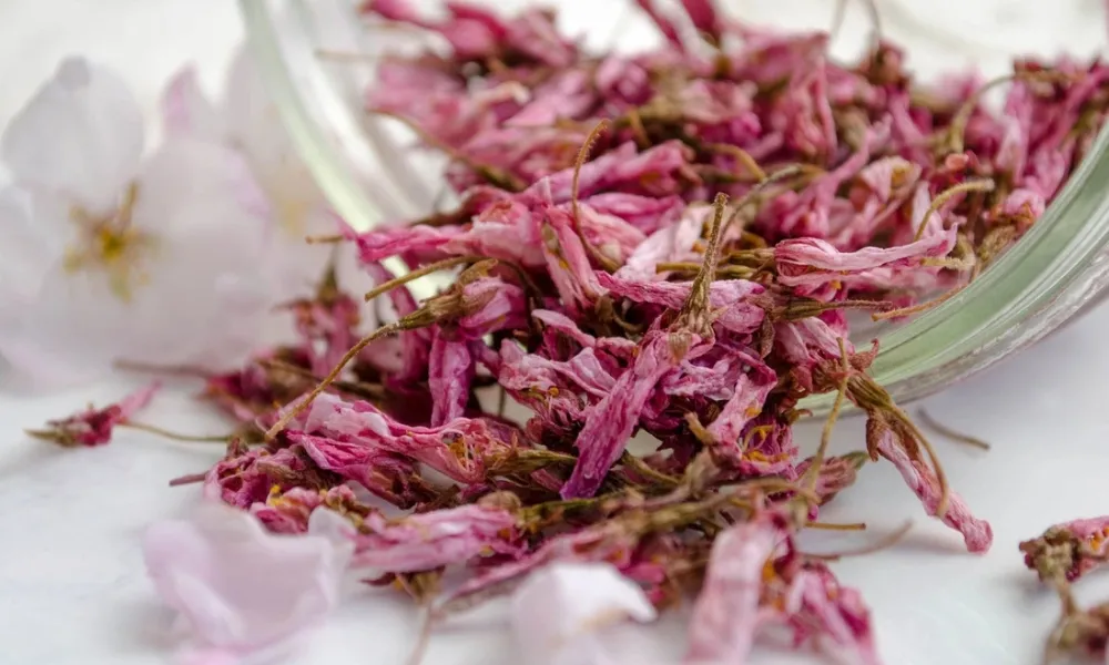 Hoa anh đào có nhiều công dụng cho việc làm đẹp da