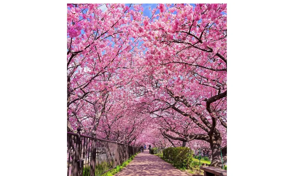Con đường hoa anh đào ở Nhật Bản tràn ngập sắc hồng