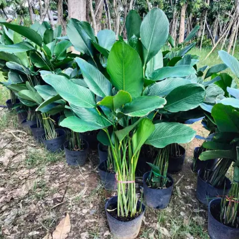 Cách Trồng Lan Trứng Bướm: Hướng Dẫn Chi Tiết Từ A Đến Z Cho Người Mới