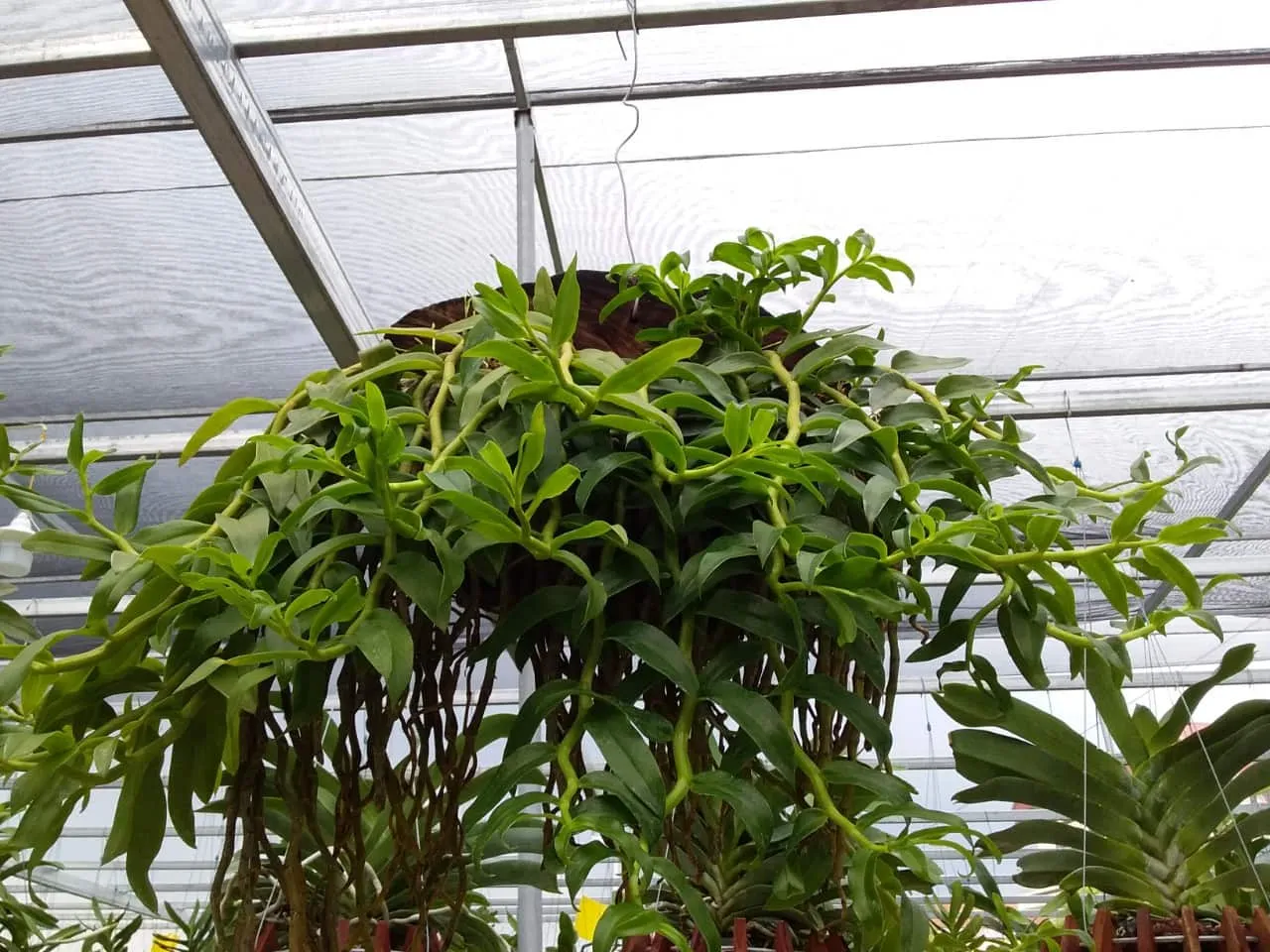 Tưới nước chăm sóc vườn Lan Hoàng Thảo Vôi