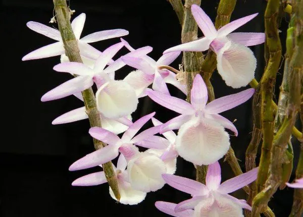 Lan Hoàng Thảo Vôi nở hoa tuyệt đẹp trên thân gỗ