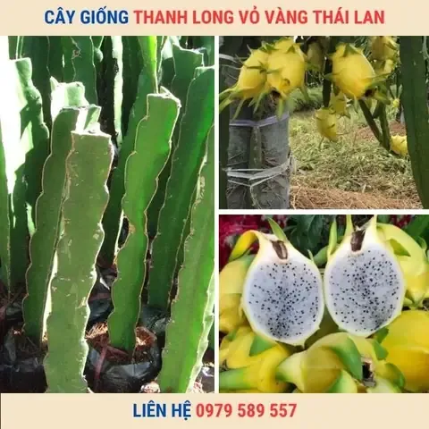 Quy trình thu hoạch và bảo quản thanh long ruột vàng đạt chuẩn chất lượng