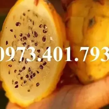 Kỹ thuật cắt tỉa và quản lý cành tán cho cây thăng long ruột vàng