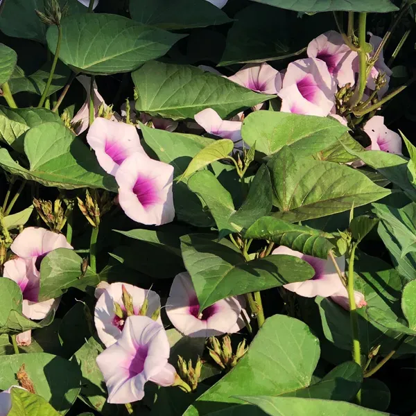 Nhiều người lầm tưởng cây khoai lang không có hoa