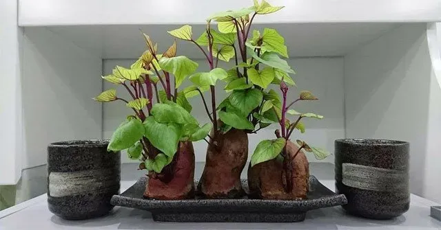 Cây khoai lang cảnh được nhắc đến "rần rần" vì có thể trồng thủy sinh trong nước