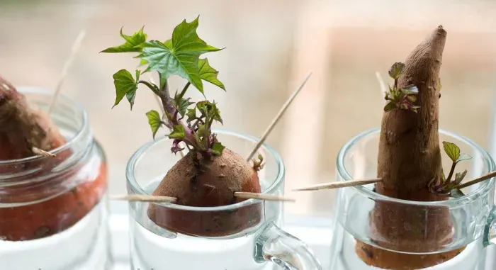 Cách trồng cây khoai lang trong nước rất đơn giản