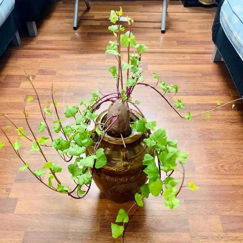 Dễ trồng, dễ thương chả trách cây khoai lang cảnh được yêu thích đến thế