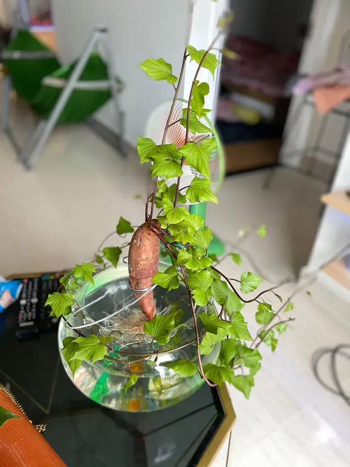 Cây khoai lang thủy sinh có vẻ ngoài vô cùng độc đáo