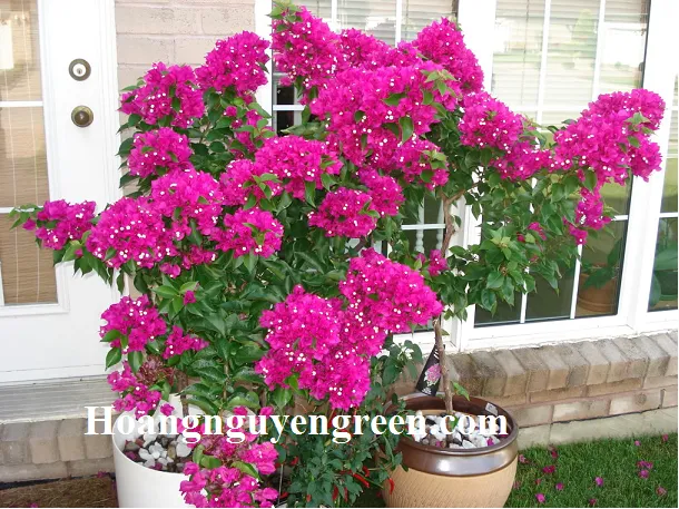 Vẻ đẹp đa sắc màu của cây bông giấy được chăm sóc đúng cách