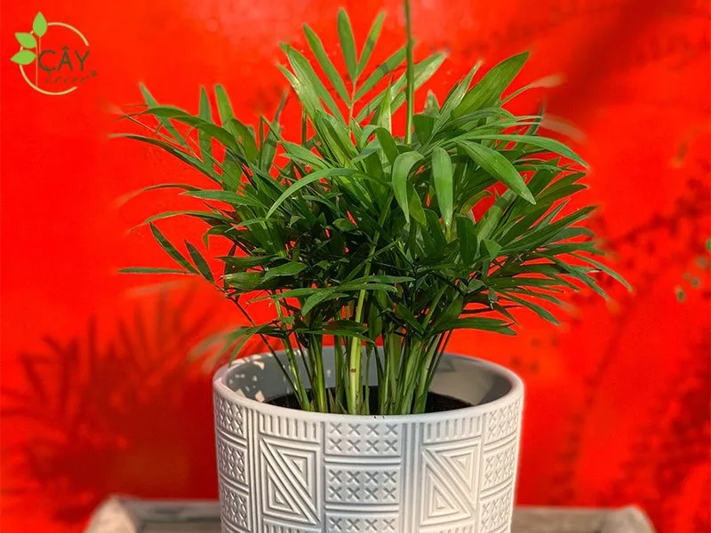 Cách Chăm Sóc Cây Cau Tiểu Trâm