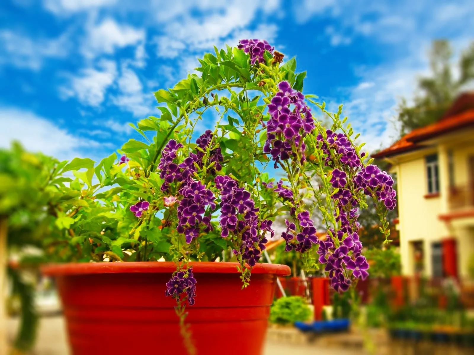 Cây chuỗi ngọc được trồng trong chậu, phù hợp với không gian ban công và sân thượng