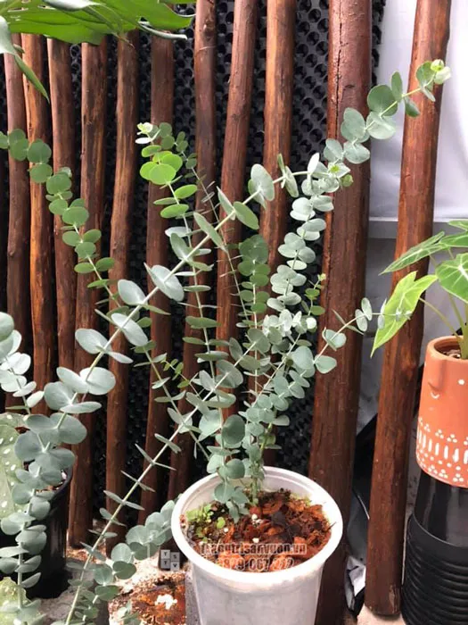 Cây khuynh diệp True blue – Cây đô la bạc, một giống được ưa chuộng trong cách trồng cây khuynh diệp