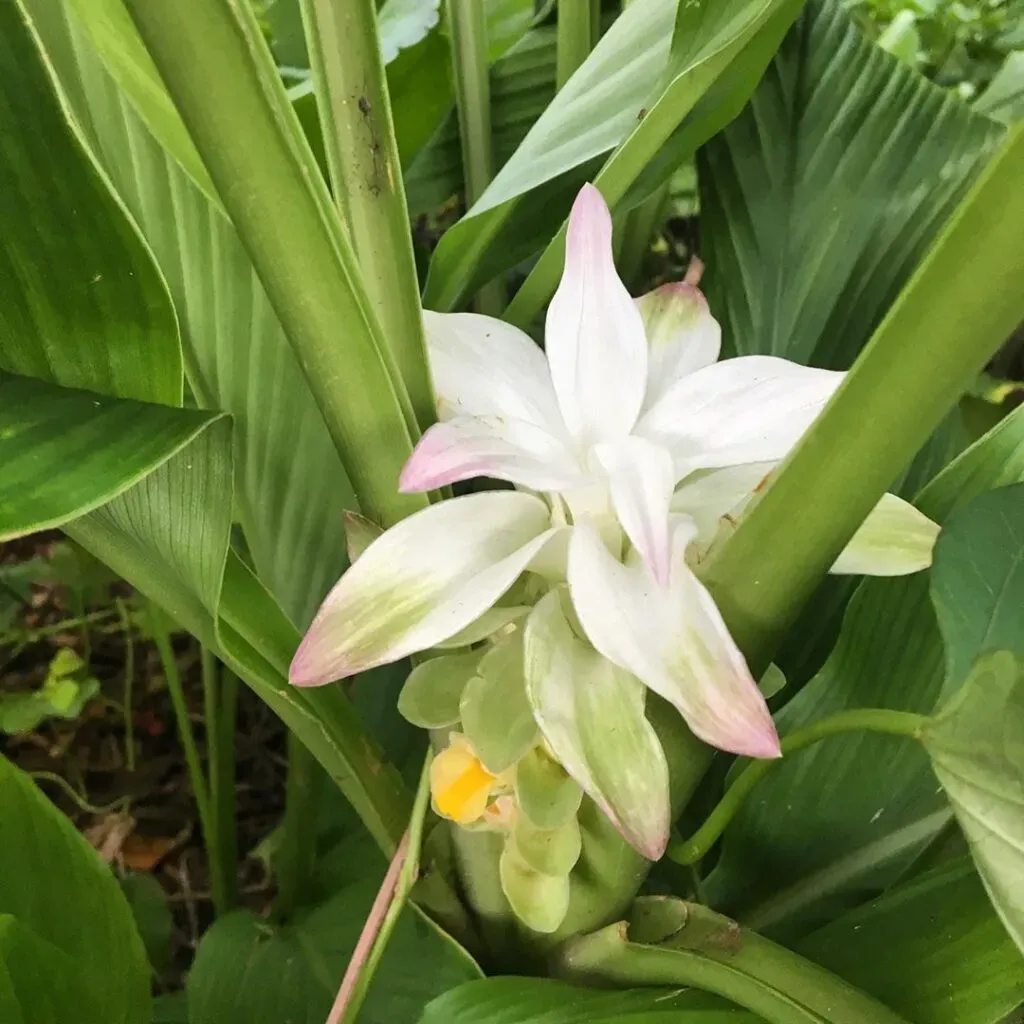 Tán lá lớn và màu sắc ấn tượng của cây dong cảnh sau khi áp dụng cách trồng cây dong