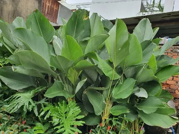 Vẻ đẹp độc đáo và ý nghĩa phong thủy của cây dong cảnh