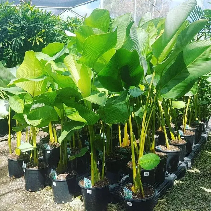 Cây dong cảnh đang phát triển mạnh mẽ dưới điều kiện ánh sáng phù hợp