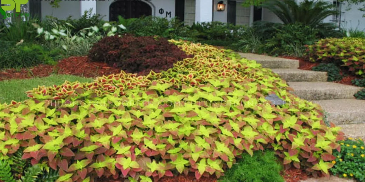 Cây lá gấm được sử dụng để làm đẹp cảnh quan và trồng thành viền bồn hoa