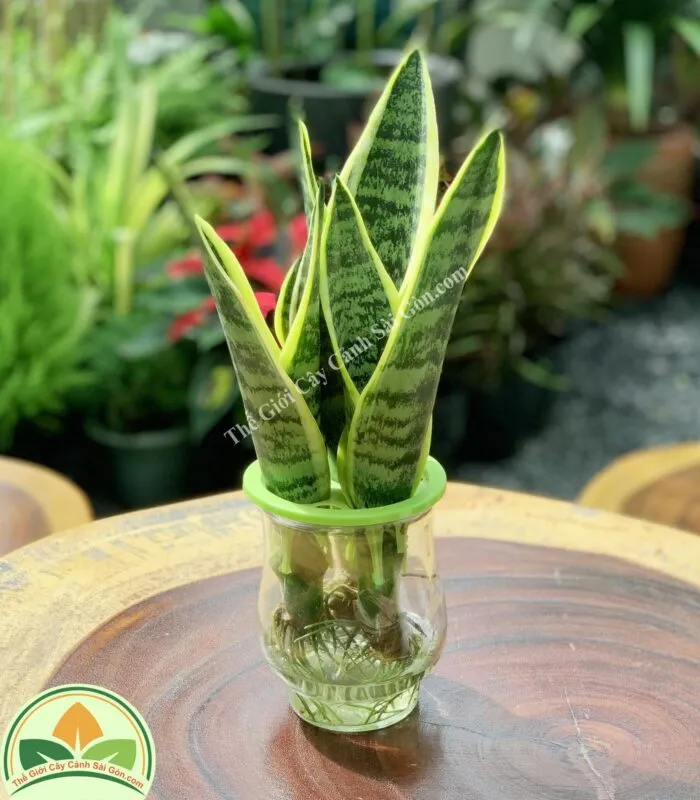 Cây lưỡi hổ thái được trồng trong nước theo phương pháp thủy sinh