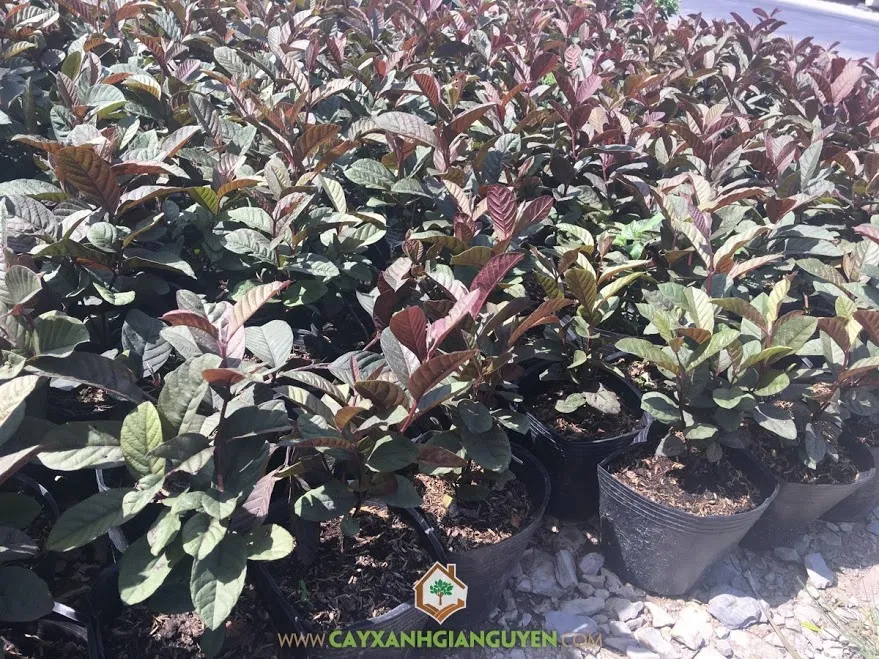 Cây Ổi Tím Malaysia đang được trồng trong bầu đất