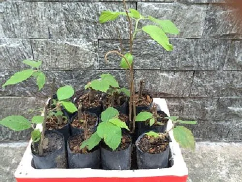 Sau khoảng 10 ngày gieo, cây an xoa con có thể được bứng ra vườn trồng, lưu ý cần đào cả bầu đất xung quanh.