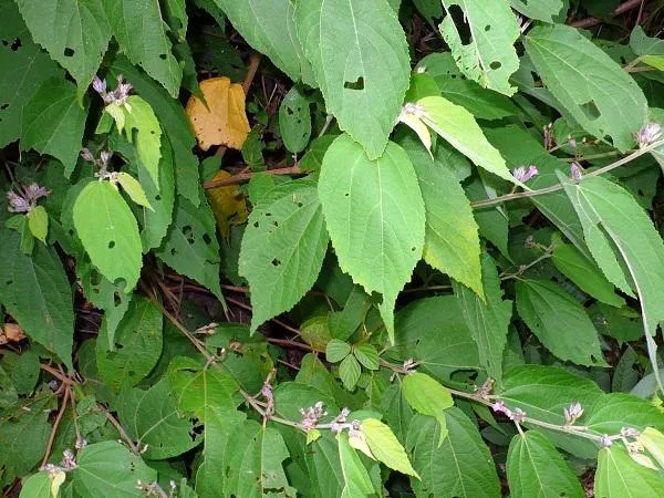 An Xoa hỗ trợ điều trị các bệnh về gan, đặc biệt là xơ gan, cổ trướng, với tác dụng tiêu diệt các tế bào ung thư gan hiệu quả.