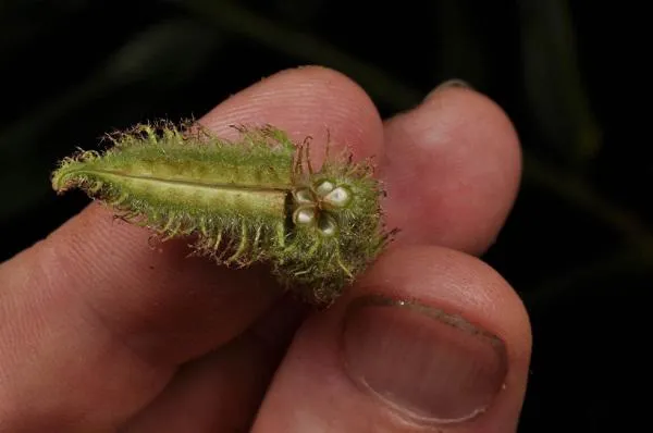 Kỹ thuật gieo trồng cây an xoa bắt đầu bằng việc tách hạt cẩn thận, cần bẻ trái hạt giống làm đôi và lấy hết hạt ra.