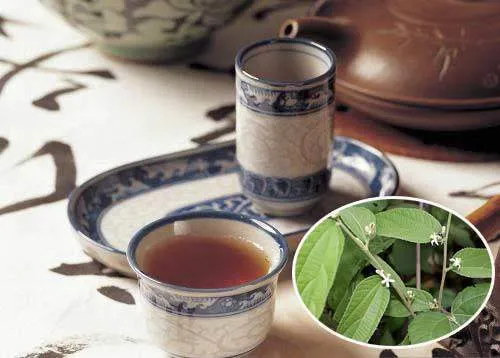 Thực tế đã có rất nhiều trường hợp người bị bệnh gan ở mức độ khá nặng sau khi dùng nước sắc cây an xoa thì đã có những dấu hiệu phục hồi chức năng gan đáng kể.