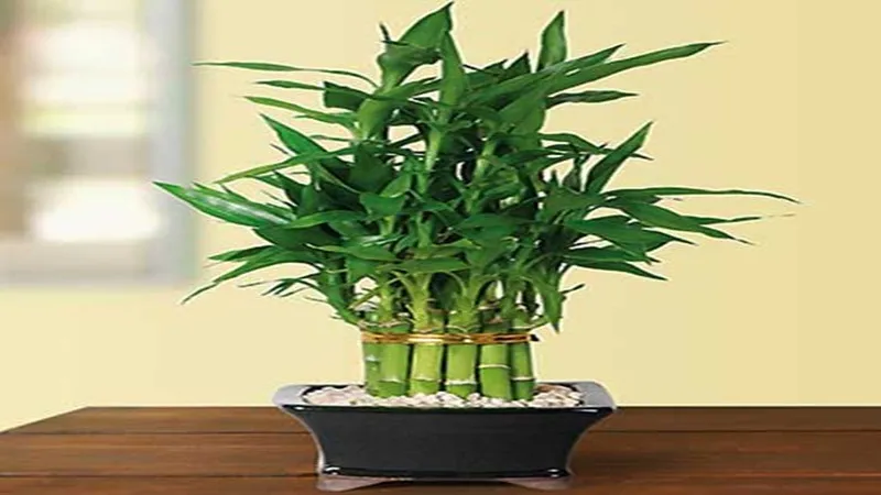 Ý nghĩa phong thủy của số lượng cành cây thần tài khi trồng