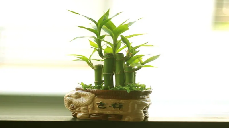 Cây thần tài hợp với người mệnh Kim và cách trồng cây thần tài hợp mệnh