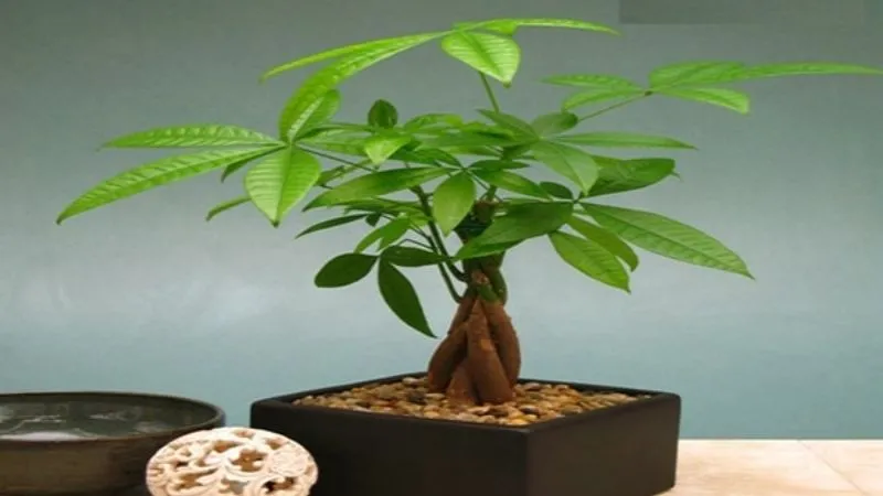 Lưu ý khi trồng cây thần tài trong nhà có trẻ em và vật nuôi