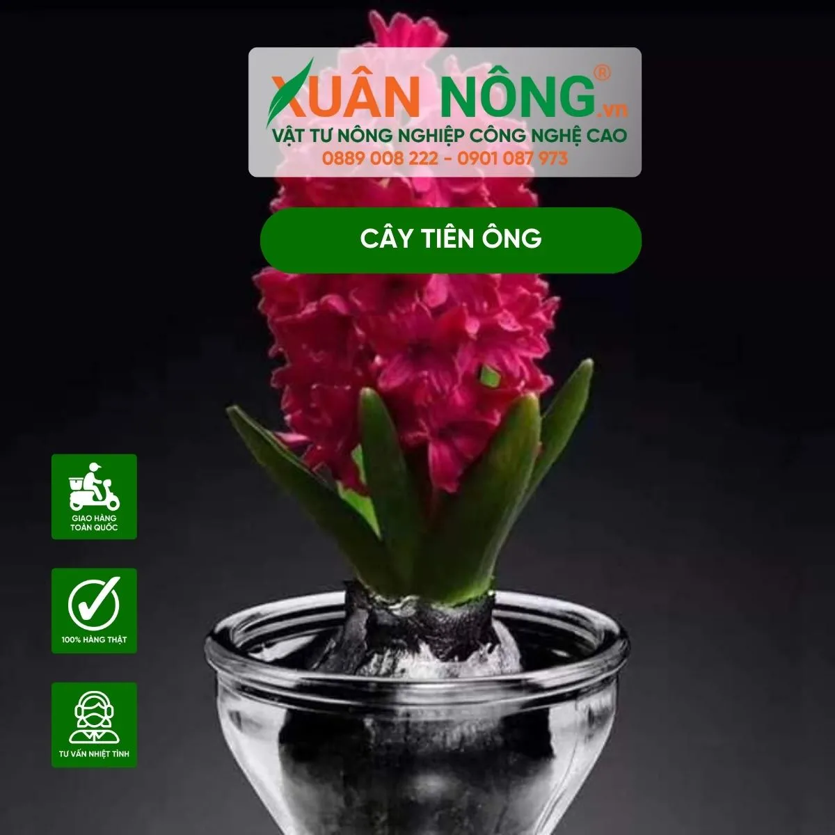 Củ hoa tiên ông được đặt trong đất trồng tơi xốp, để lộ 1/3 củ