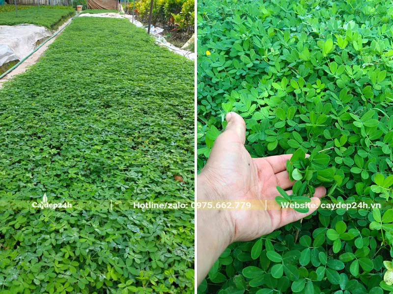 Cỏ lạc phát triển mạnh mẽ sau giai đoạn nảy mầm và bón phân kích thích